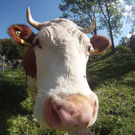 Town House Sleeps 12 Guests