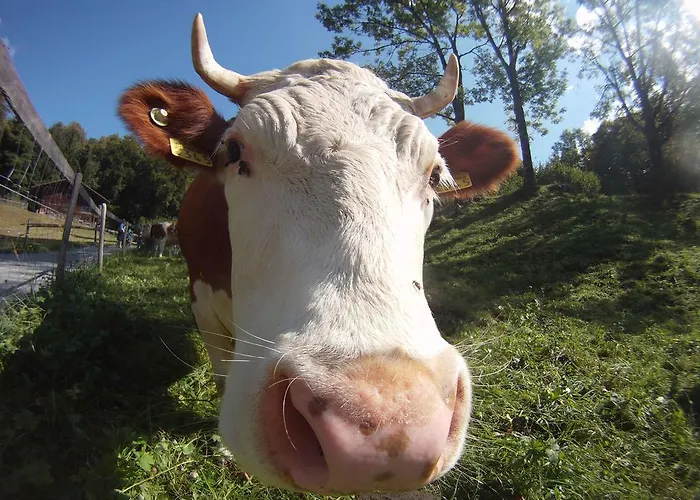 Town House Sleeps 12 Guests