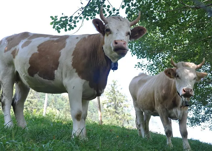 Apartment Town House Sleeps 12 Guests